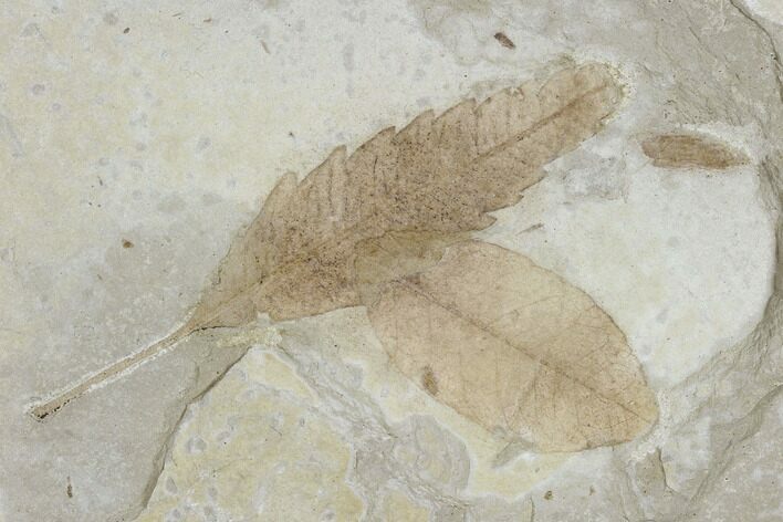 Fossil Elm And Snowberry Leaves - Green River Formation, Utah #118026